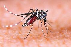 Delhi Reports Around 169 Dengue Cases, Highest Since 2017; 10 Fresh Cases in a Week