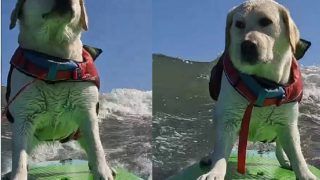 Viral Video: Pet Dog Surfs Ocean Alone On Paddleboard Like A Pro | Watch