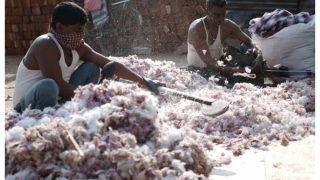 Explained: Why Do Textile And Garment Industries Want Govt To Ban Cotton Export