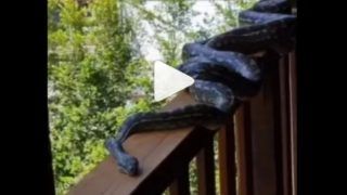 Viral Video: 6 Pythons Found in Family's Home in Australia During Mating Season. Watch