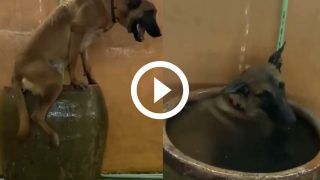 Viral Video: Dog Takes a Dip in Thanda Thanda Paani on Hot Summer Day. Watch