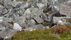 Viral Optical Illusion: Can You Spot The Bird Hiding In This Photo Within 60 Seconds?