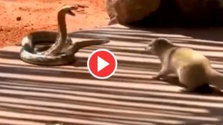 Viral Video: King Cobra Gets Chased Away By Mongoose After Entering Its Territory. Watch