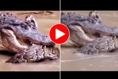 Viral Video: Alligator Tries To Bite Python Into Two Pieces, Watch What Happens Next