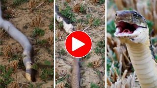 Sanp Ka Video: खतरनाक कोबरा को बिल से खींच लाया ये सांप, फिर जिंदा निगल भी गया | हैरान कर देगा ये वीडियो