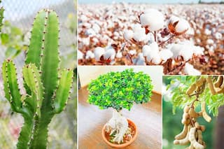 Vastu Tips: 5 Plants That You Should Avoid Keeping at Home