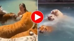 Sher Ka Video: शख्स के पीछे-पीछे कई शेरों ने लगा दिया पानी में छलांग, फिर जो हुआ यकीन कर पाना मुश्किल है- देखें वीडियो