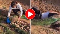 Ladki Aur Morni Ka Video: अंडे चुराने आई थी लड़की पर चढ़ गई मोरनी के हत्थे, मारी ऐसी किक वहीं हुई धड़ाम- देखें वीडियो