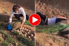 Ladki Aur Morni Ka Video: अंडे चुराने आई थी लड़की पर चढ़ गई मोरनी के हत्थे, मारी ऐसी किक वहीं हुई धड़ाम- देखें वीडियो
