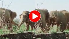 Hathi Ka Video: खुले मैदान में भिड़ने के लिए आ गए दो हाथी, फिर जो हो गया कभी नहीं देखा होगा- देखें वीडियो