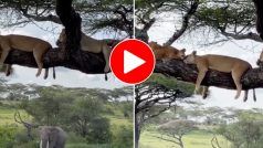 Sher Aur Hathi Ka Video: पेड़ पर चढ़कर सो रहे थे कई सारे शेर तभी आ धमका हाथी, आगे जो हुआ खुद देख लीजिए- देखें वीडियो