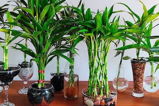 5 Vastu Tips To Keep Lucky Bamboo At Home