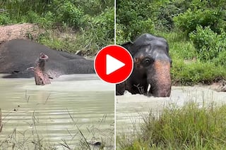 Hathi Ka Video: पाकिस्तान के जू में बहुत ही खराब हो गई इस हाथी की हालत, उसके बाद जो हुआ चमत्कार ही कहेंगे आप- देखें वीडियो