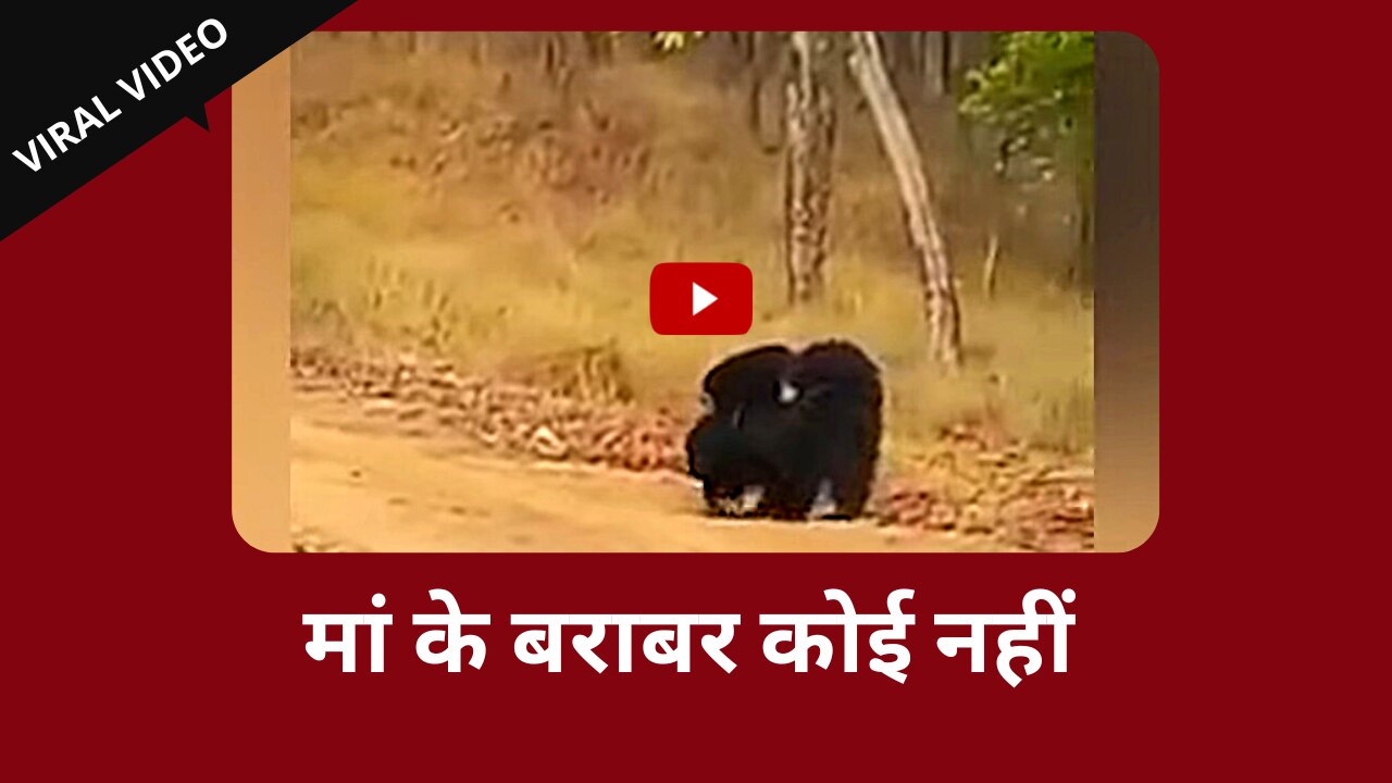 Viral Video: मादा भालू अपने बच्चों को पीठ पर बिठाकर पहुंची पानी पिलाने
