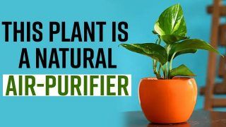 Money Plant Benefits: Top 5 Reasons Why You Must Keep The Beautiful Money Plant At Home - Watch Video