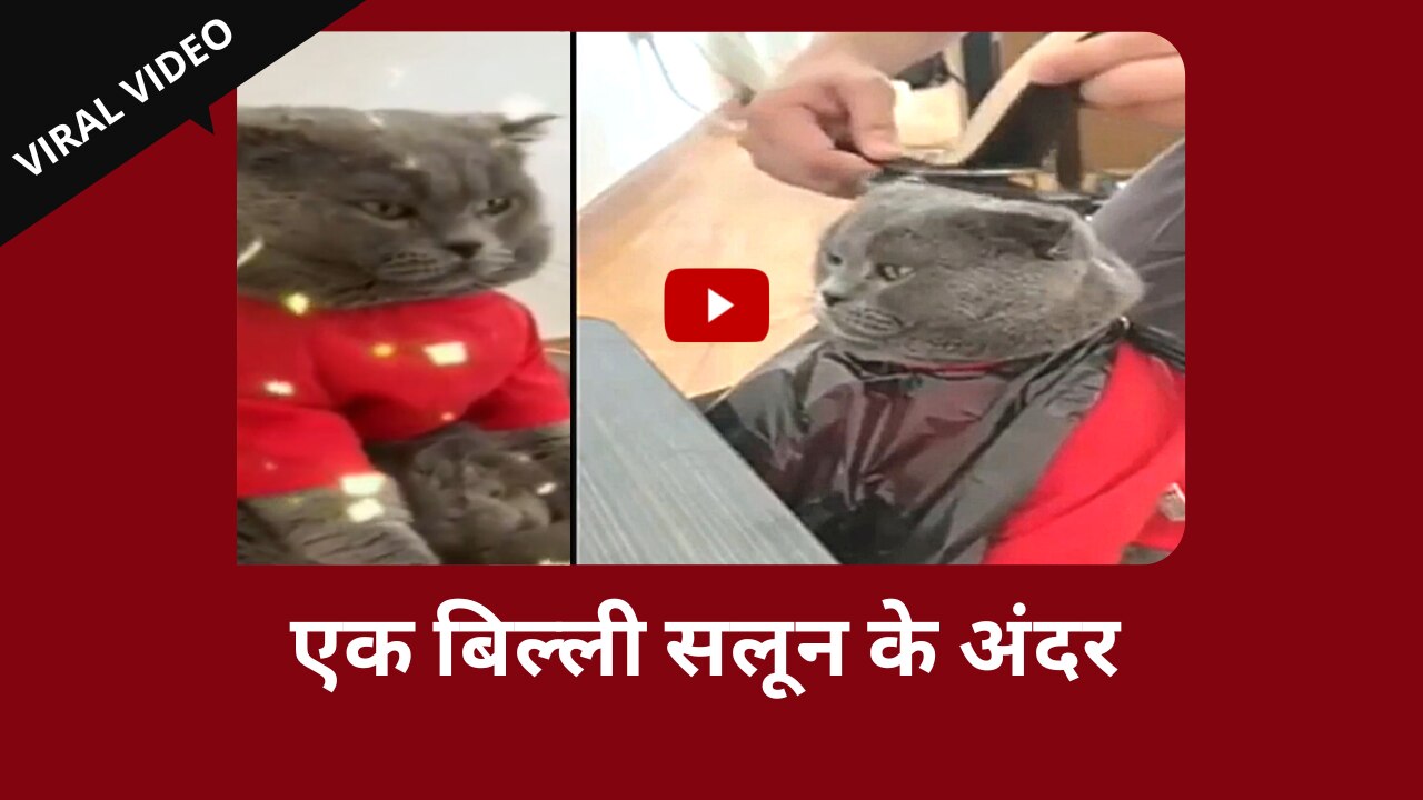 Billi Ka Video: सलून के अंदर बिल्ली की हुई हेयर कटिंग, बदल गया चेहरा