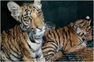 Villagers Pelt Stones at Little Tiger Cubs in Madhya Pradesh   s Seoni, Video Leaves Internet Fuming | Watch