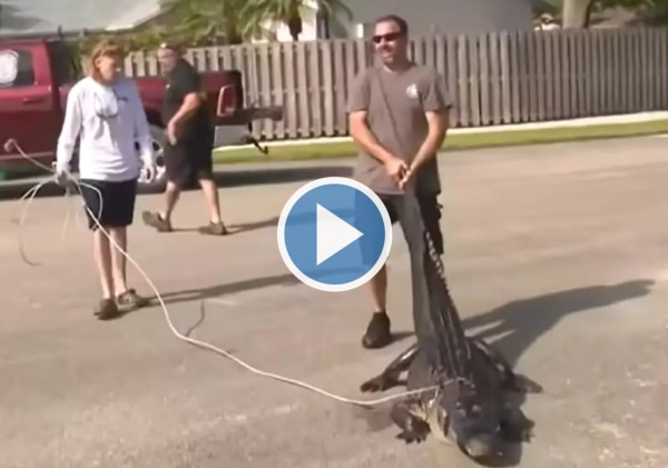 Viral Video: Family Stunned to Find Alligator in Backyard While Having Breakfast | Watch