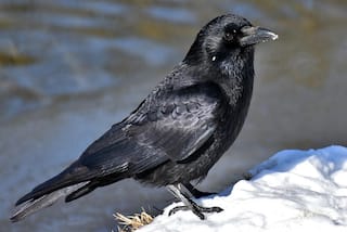 Crow in Your Balcony an Unlucky Sign for Your Family? Here's What We Know