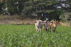 MSP Of Kharif Crops For FY23 Hiked By Government! Check Latest Rates Here