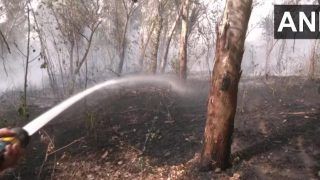 Fire Breaks Out in Forest Area Near Majnu Ka Tila in Delhi. See PHOTOS
