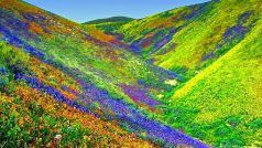 तस्वीरों में देखिये उत्तराखंड की खूबसूरत फूलों की घाटी, यहां आप देख सकते हैं 500 से ज्यादा प्रजातियों के फूल