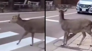 Deer Zindagi: UP Police Shares Video of Patient Deer Waiting to Cross Street, Promotes Road Safety | Watch