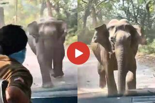Hathi Ka Video: जंगल में जानवर देखने गए लोगों पर टूट पड़ा हाथी, हमला करने के लिए लगाई ऐसी दौड़ देख हिल जाएंगे- देखें वीडियो