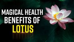 Improving Gut Health To Weigh Loss: Amazing Health Benefits Of The Sacred Flower Lotus That You Must Know | Watch