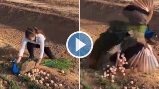 Viral Video: Girl Tries to Steal Peacock Eggs, Bird Teaches Her A Lesson She Will Never Forget | Watch