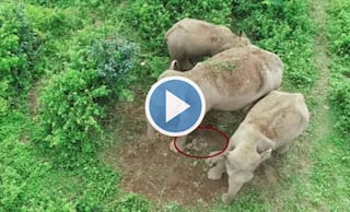 Mother Elephant Along With Her Herd Carries Body of Dead Calf For 2 Days, Refuses to Let It Go | Watch
