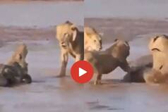 Viral Video: Crocodile Surrounded By 3 Hungry Lions Fights Furiously For His Life. Watch