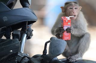 Monkey Ran Away With Bag Containing Murder Evidence, Says Jaipur Police To Court