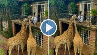 'Sharing Breakfast': Woman Feeds Giraffes From Her Hotel Balcony, Internet Loves It | Watch