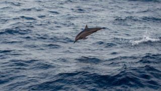 Dolphin Safari Likely to Boost Ecotourism in Jharkhand's Sahibganj And Rajmahal