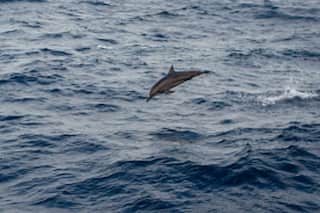 Dolphin Safari Likely to Boost Ecotourism in Jharkhand's Sahibganj And Rajmahal