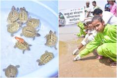 विश्व कछुआ दिवस: देश दुनिया में घट रही संख्या, चंबल में छोड़े गए कछुए के सैकड़ों बच्चे