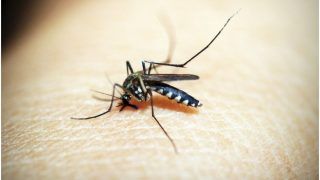 Vaccine Against Deadly Mosquito-Borne Viruses- Encephalitis Shows Promise in Trial