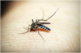 Vaccine Against Deadly Mosquito-Borne Viruses- Encephalitis Shows Promise in Trial