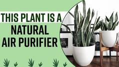 Top 5 Amazing Benefits Of Keeping The Beautiful Snake Plant At Home | Watch Video