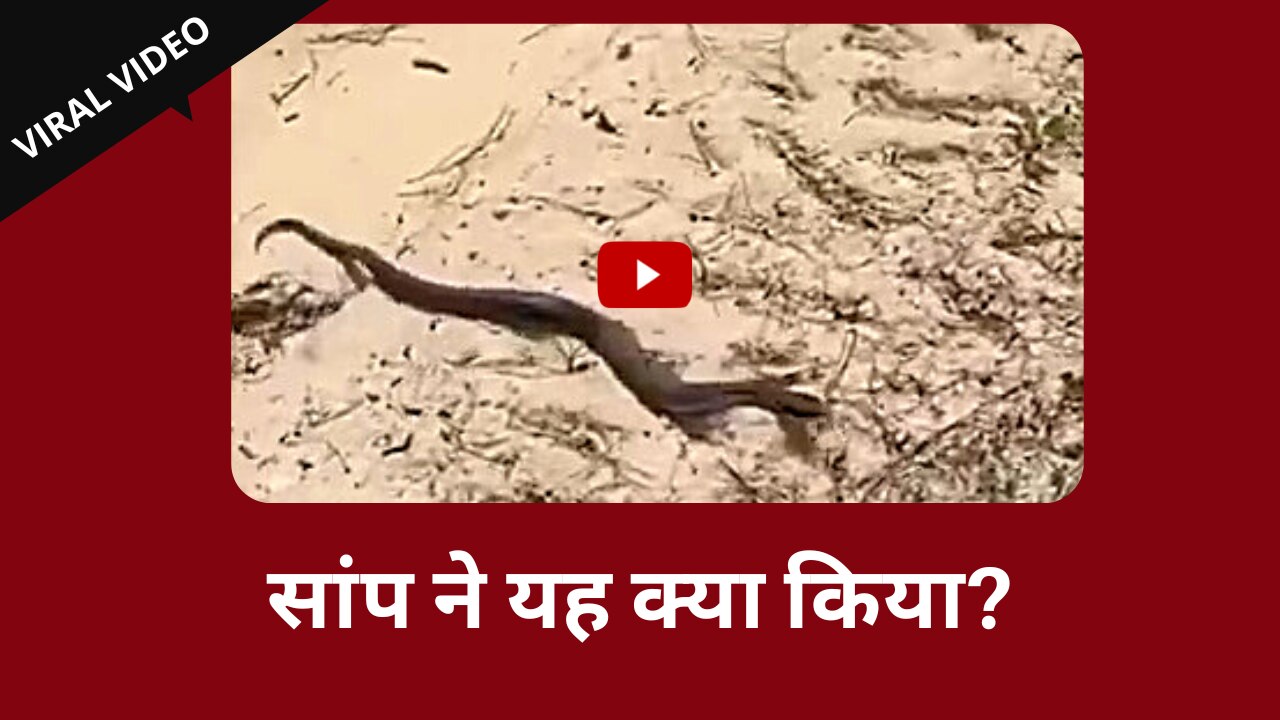 Viral Video: सांप ने क्यों अपनाया शिकारी से बचने का यह तरीका?