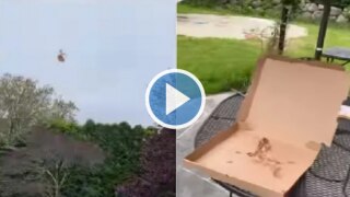 Viral Video: Bird Flies Away With Woman's Pizza, Internet is Left Amused | Watch