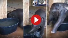 Hathi Ka Video: टब में नहाने की जिद पर अड़ गया हाथी, फिर जो हो गया रोता भी हंस पड़ेगा- देखें वीडियो