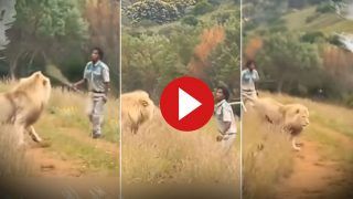 Viral Video: Lion Runs Into Forest As Man Comes After Him With A Stick. Watch