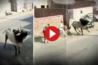 Chachaji Ka Video: राह चलते सांड पर किसी ने फेंक दिया पानी, मगर मुसीबत में पड़ गए चाचाजी- देखें वीडियो