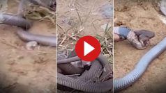 King Cobra Ka Video: एक दूसरे को देखते ही बुरी तरह भिड़ गए दो किंग कोबरा, अंतिम सांस तक चली फाइट- देखें वीडियो