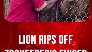 Horrific Incident: Jamaican Zookeeper Gets His Finger Ripped Off By A Lion After Poking It Constantly Through The Fence - Watch Viral Video