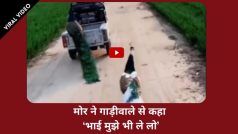 Mor Ka Funny Video: मोर ने गाड़ीवाले से कहा ‘ओ भाई रुक जाओ जरा, मुझे भी ले लो’... देखें मजेदार वीडियो