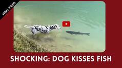 Viral Video: A Dog Kissed A Fish, Fish Got Shy And Swam Away | Watch Video