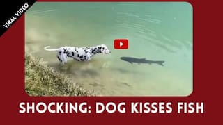 Viral Video: A Dog Kissed A Fish, Fish Got Shy And Swam Away | Watch Video